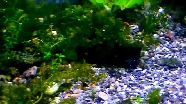 Julidochromis Marksmithi. Tropical fish смотреть онлайн
