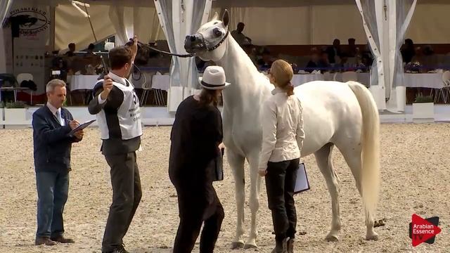 N.57 ECHO AURORA - Polish Nationals 2018 - 7-10 Years Old Mares (Class 8) смотреть онлайн