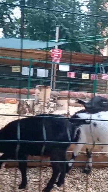 Козлы, контактный зоопарк, goats смотреть онлайн