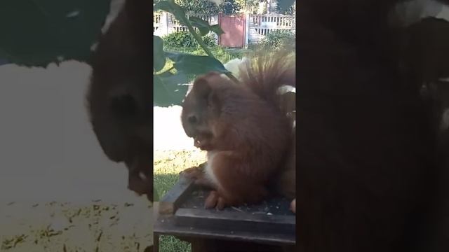 Мой любимый бельчонок на даче. смотреть онлайн