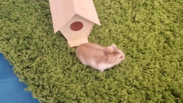 Discovering a Hamster Forest Village! смотреть онлайн