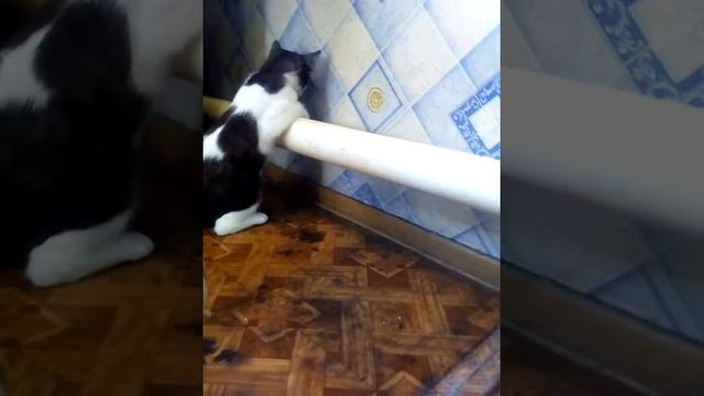 9 жизней с котом Няшей смотреть онлайн
