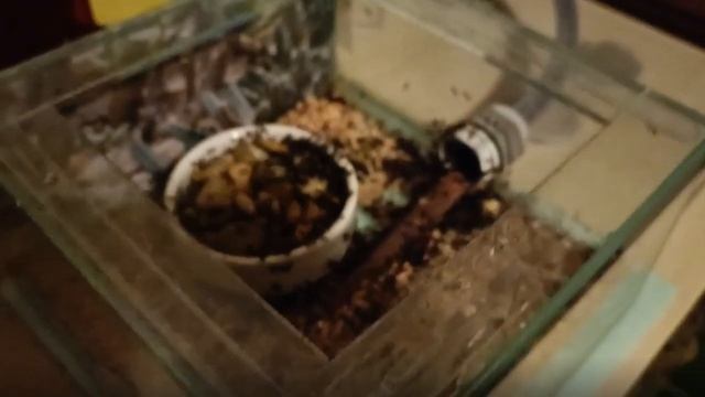 Messor barbarus - a big surprise! смотреть онлайн