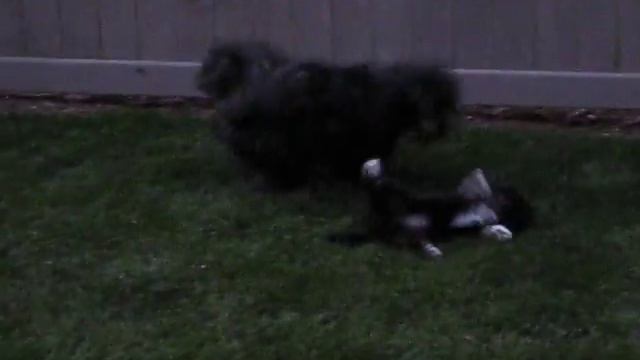 Kalana Plays With Koa II смотреть онлайн