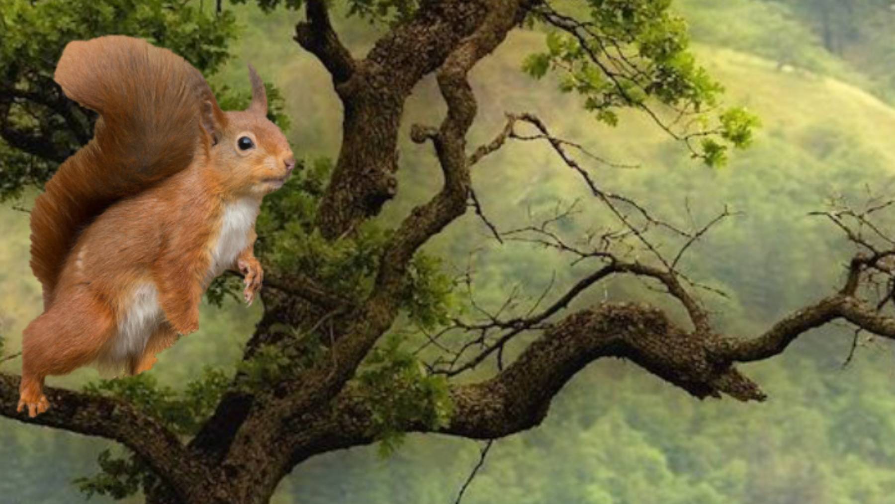 Белка в парке  21.09.24г.