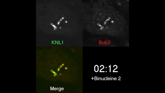 Aurora B activity required for Bub3 localization to KNL1 at unattached kinetochores смотреть онлайн