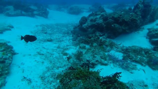 Nurse Shark 9 смотреть онлайн