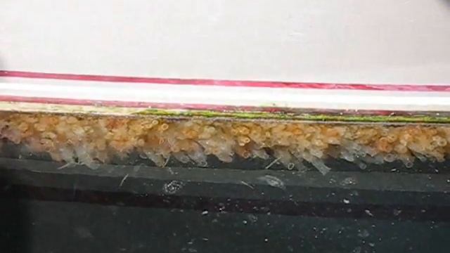 Sea Vase Tunicate (Ciona intestinalis) смотреть онлайн