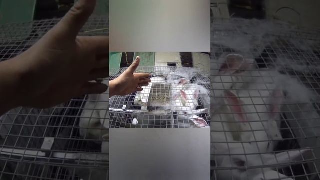 кролики как бизнес!!! смотреть онлайн