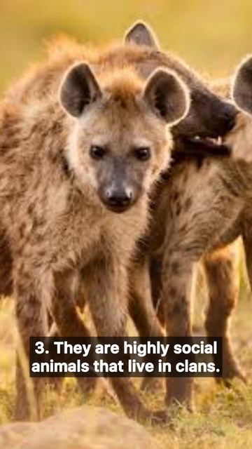5 basic facts about HYENAS🤭 #shorts #hyena #animals #facts смотреть онлайн