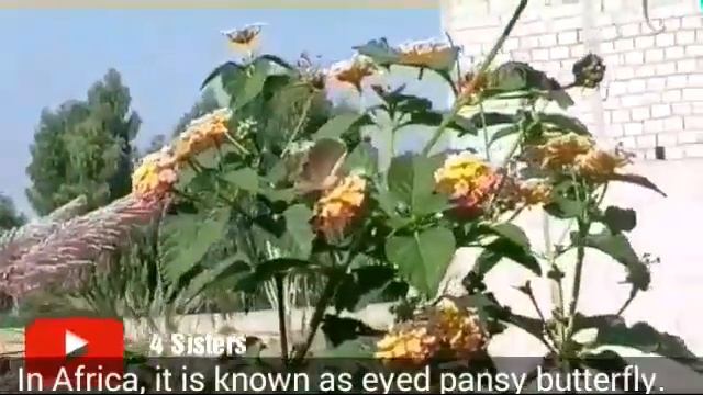 Blue pansy butterfly (Junonia Orithya) || As An Animator смотреть онлайн
