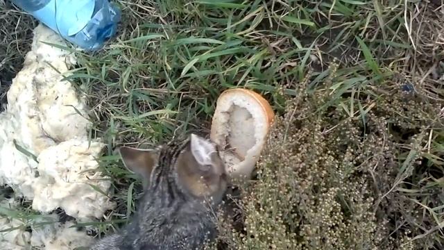 Прикол с кошкой смотреть онлайн