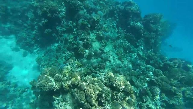 Reef Oasis Beach Resort 5*. Ras Um El Sid. Snorkeling смотреть онлайн