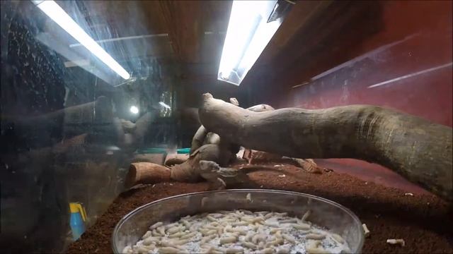 Pogona vitticeps o "dragón barbudo" alimentandose de larvas de Galleria mellonella смотреть онлайн