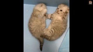 Тик ток котики