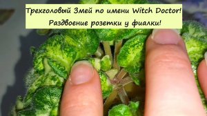 Трехголовый Змей по имени Witch Doctor! Раздвоение розетки у фиалки!