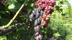 Виноград Находка Калугина 2024г