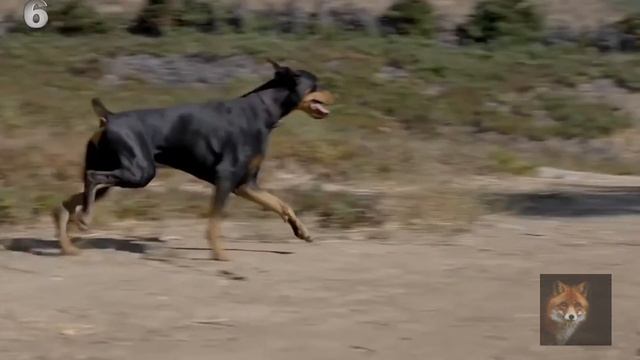 В Мире Животных ( 10 Пород Собак С Самым Сильным Укусом ) смотреть онлайн