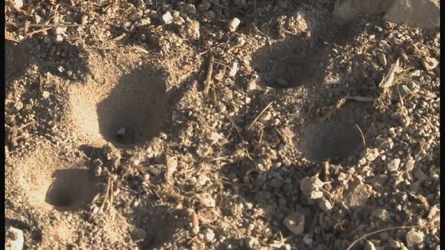 formicaleone смотреть онлайн