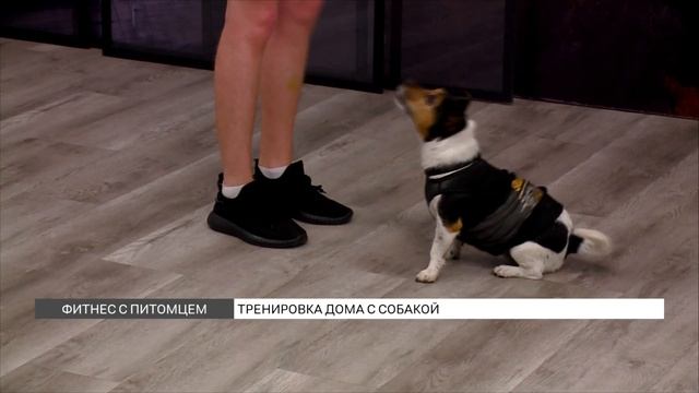 Фитнес-тренировка с питомцем смотреть онлайн