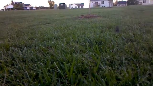 Rattus norvegicus смотреть онлайн