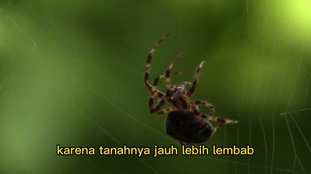 Jika anda melihat makhluk ini, jangan pernah menyentuhnya !!!#edukasi #youtubevideo #spider#kill смотреть онлайн
