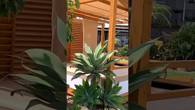 Найди птицу🧐Тропические 🌴 растения/Пальма#Кипр#marjanakern# смотреть онлайн