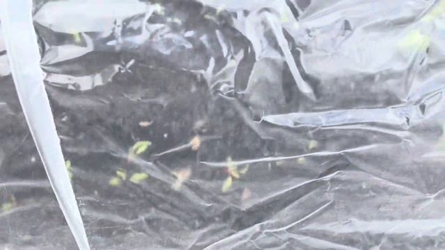 ЧТО СДЕЛАЛА В ОГОРОДЕ 👩🌾КАК МОИ ТОМАТЫ🍅😉👩🌾 смотреть онлайн