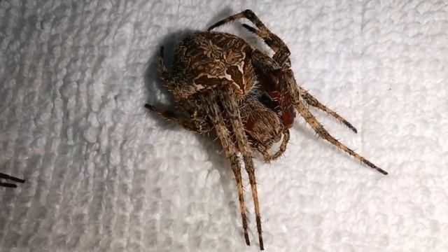 SUBSCRIBERS REQUEST: GENSAN Spider Fight. Gagambang PULA vs TIGRE. Bilot ang Talunan! смотреть онлайн