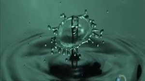 Дельфин Тишина..