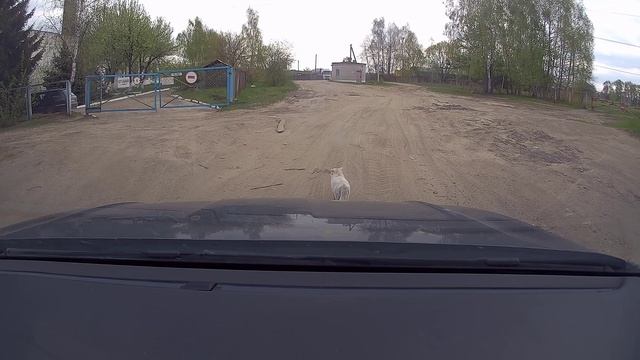 Отличие кота от собаки смотреть онлайн