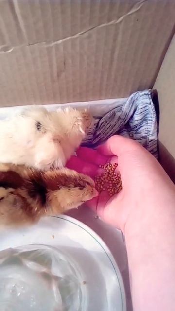 Маленькие цыплята, помогите придумать им имя, им 7 часов скоро будут ещё цыплята. смотреть онлайн