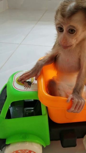 Monkey baby Yuly so cute 47 #Shorts смотреть онлайн