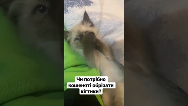 Чи потрібно кошеняті обрізати кігтики ? смотреть онлайн