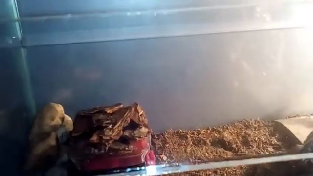 Копа лежит греется под лампой смотреть онлайн