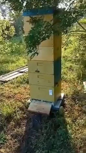 Наши маточки работают в Приморье на липе . смотреть онлайн
