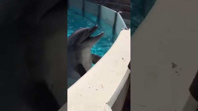 Marineland смотреть онлайн