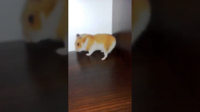 Хомяк танцует/ Смешной хомяк/♥AS♥ смотреть онлайн