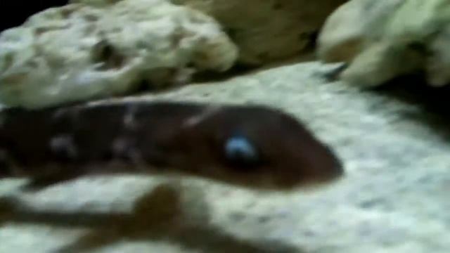 【赤ちゃん】サンゴトラザメ　ヨコハマおもしろ水族館 смотреть онлайн
