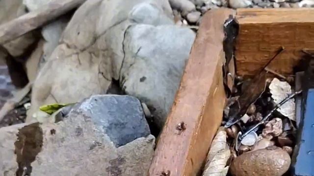 Finding Natural Amethyst, Quartz Crystal Gemstones At Abandoned Mine смотреть онлайн