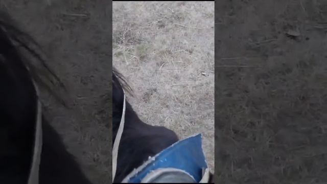 русская рысистая смотреть онлайн
