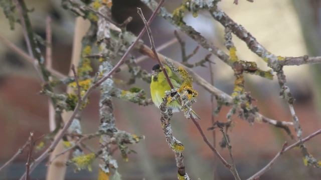 Чиж, Eurasian Siskin смотреть онлайн