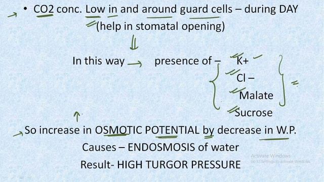 Plant Physiology- Stomatal Opening and Closing Mechanism | Detailed |CSIR-NET JRF| GATE|| смотреть онлайн