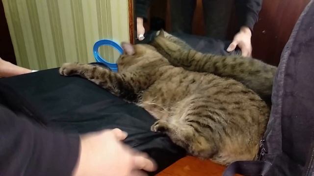 Жадный кот 😼 смотреть онлайн