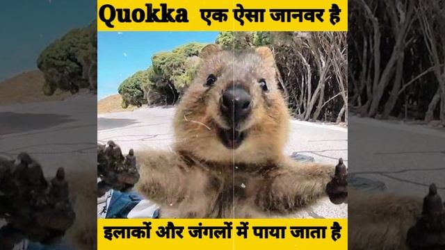 Quokka Js || How to Run Quokka In Vs Code #Shorts #Facts #Animals#Quokka #Viral смотреть онлайн
