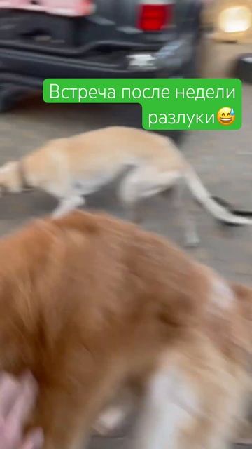 Встреча с хортой Йоккой и псовым Карсаем после недели разлуки #борзые #охотничьисобаки #собакавдоме