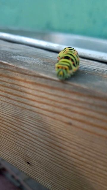 #что#насекомое#Что это😱!? Гусеница 🐛 бабочки 🦋 махаона.😊