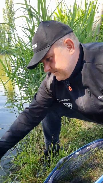 Złów i wypuść - Maciej uwalnia piękne, złote karasie @Shorts смотреть онлайн