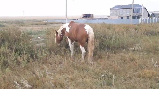 Апачи монстр болып жатыр...Апачи уже как монстр... смотреть онлайн
