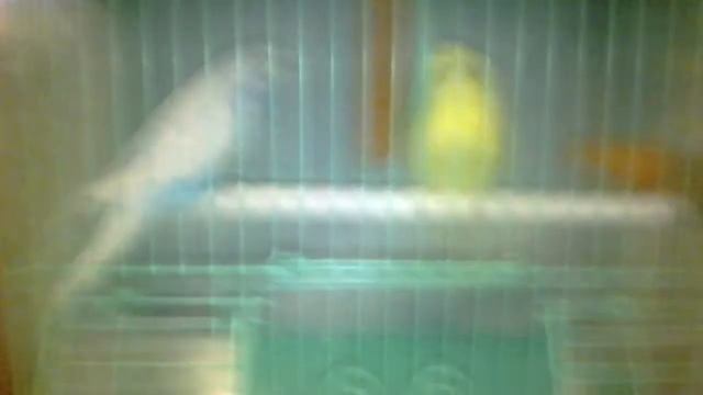 Мне купили попугаев !!!!!!!!!!!!!! смотреть онлайн